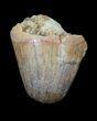 Cretaceous Fossil Crocodile (Elosuchus) Tooth - Morocco #49049-1